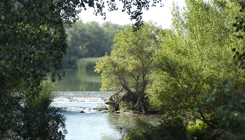 Sotos y bosques de ribera